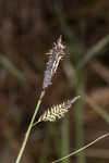 Barratt's sedge